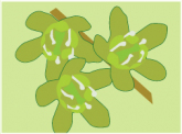 pair